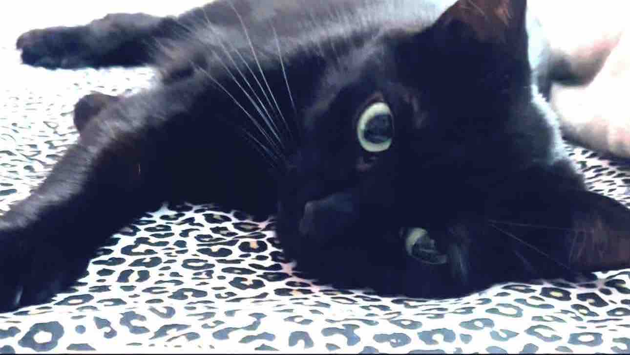 Help Vesta Survive Aggressive Mammary Cancer photo