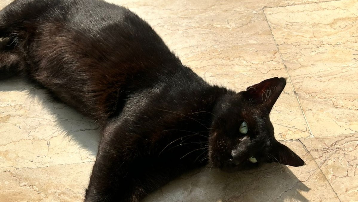 Fundraiser by Madiha Sayani : Help me look after the neighbourhood cats ...