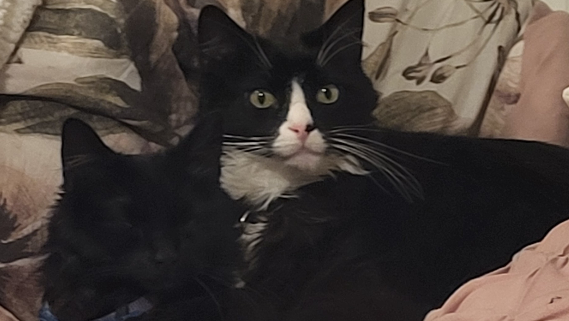 Fundraiser by Brittany Tharp : Urgent Care for Sparrow the Cat