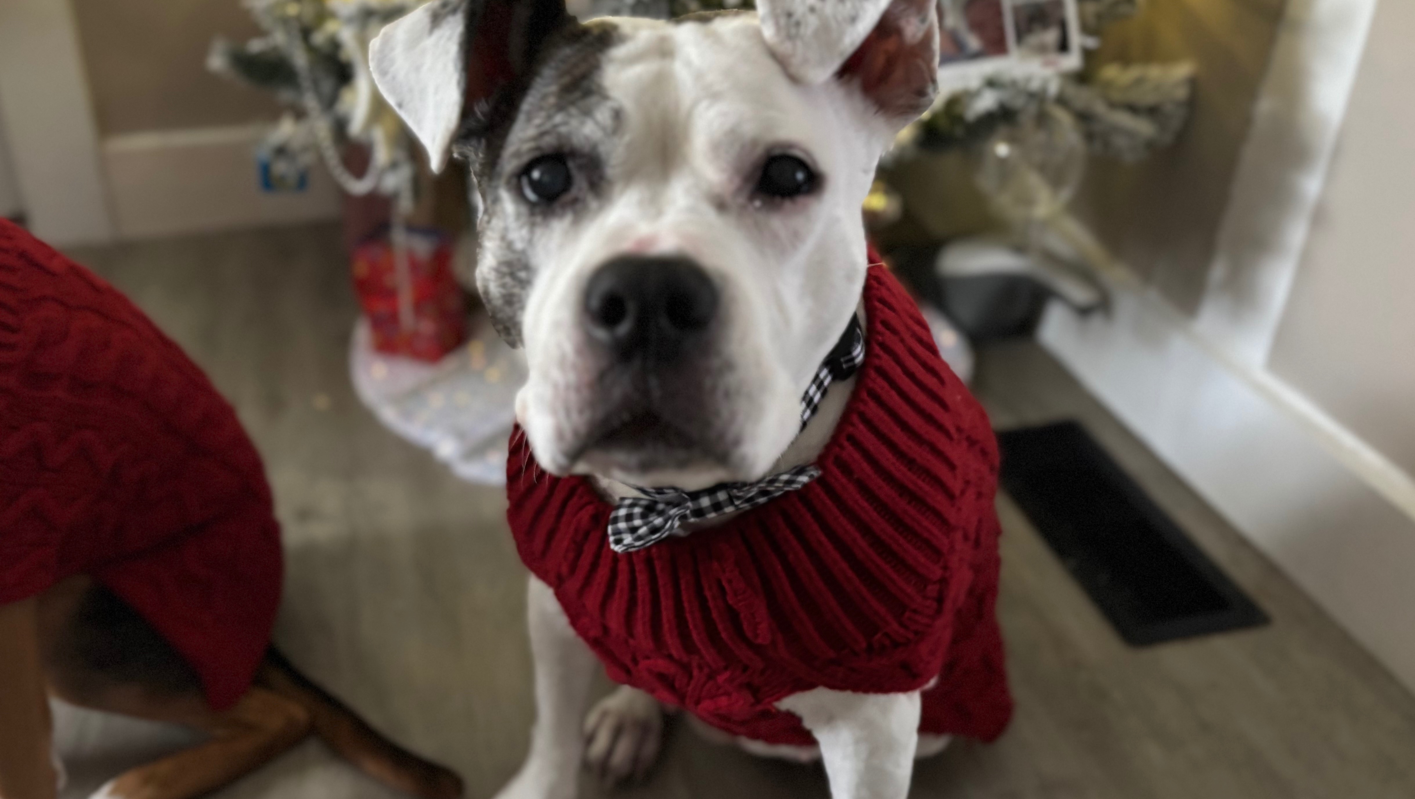 Fundraiser by Paige Fagan Support Paige & Phoenix's Surgery Journey