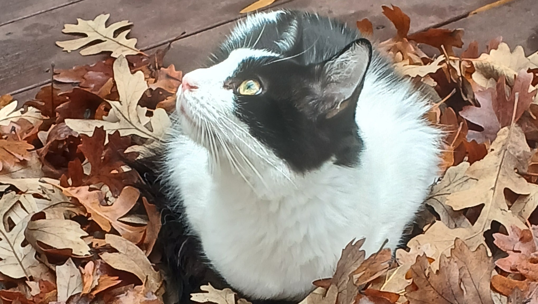 The Feline Heart photo