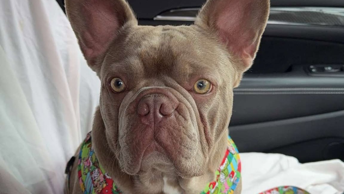 Support Harley's Cruciate Repair For Both Knees photo