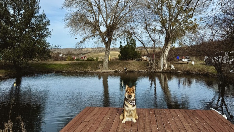 Kenneth Rife Fundraiser by Jenny Blais : Help Koda Bear Get New Hips