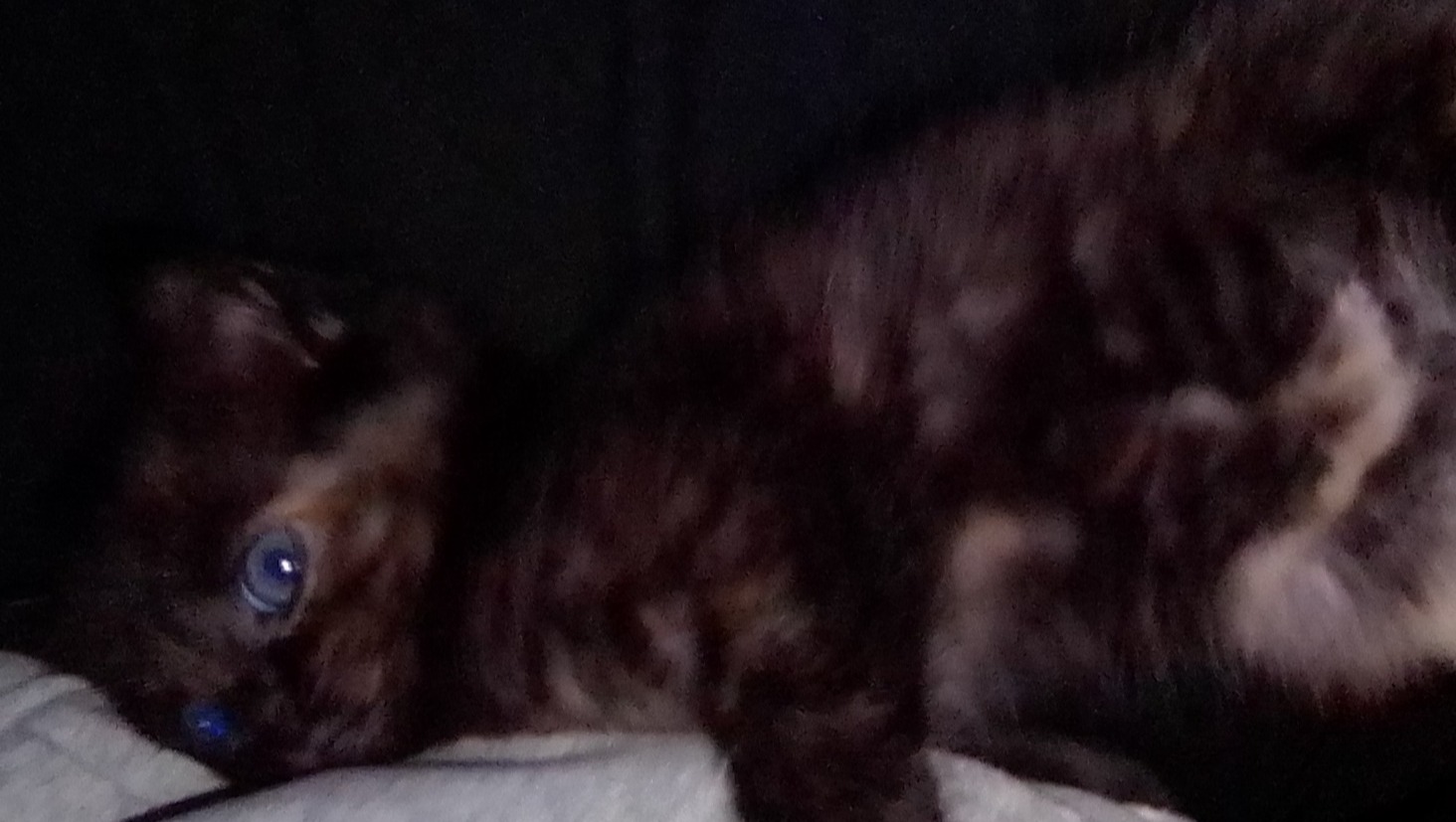 Donate to Scarlett's Vet Bills and Recovery pinned link photo