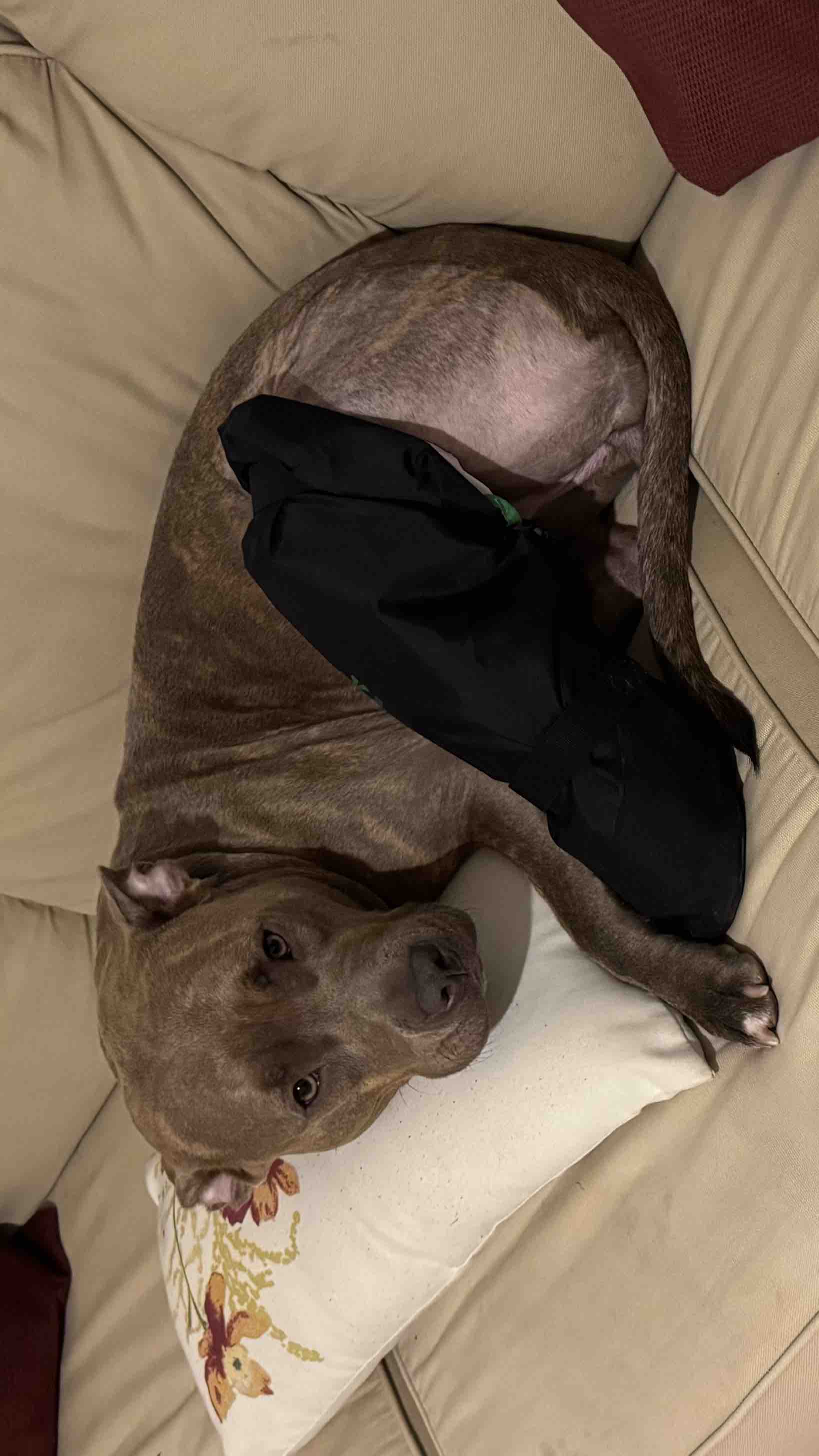Lynn's Plea 4 Bella's Urgent Surgery to Save Her Leg photo