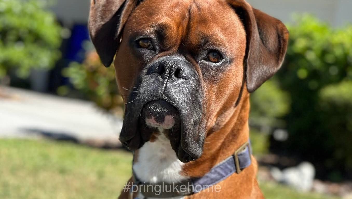 Join the Search: Bring Luke Home photo
