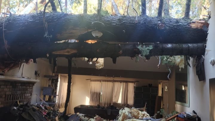 Help Rachel Rebuild After Tree Damage photo