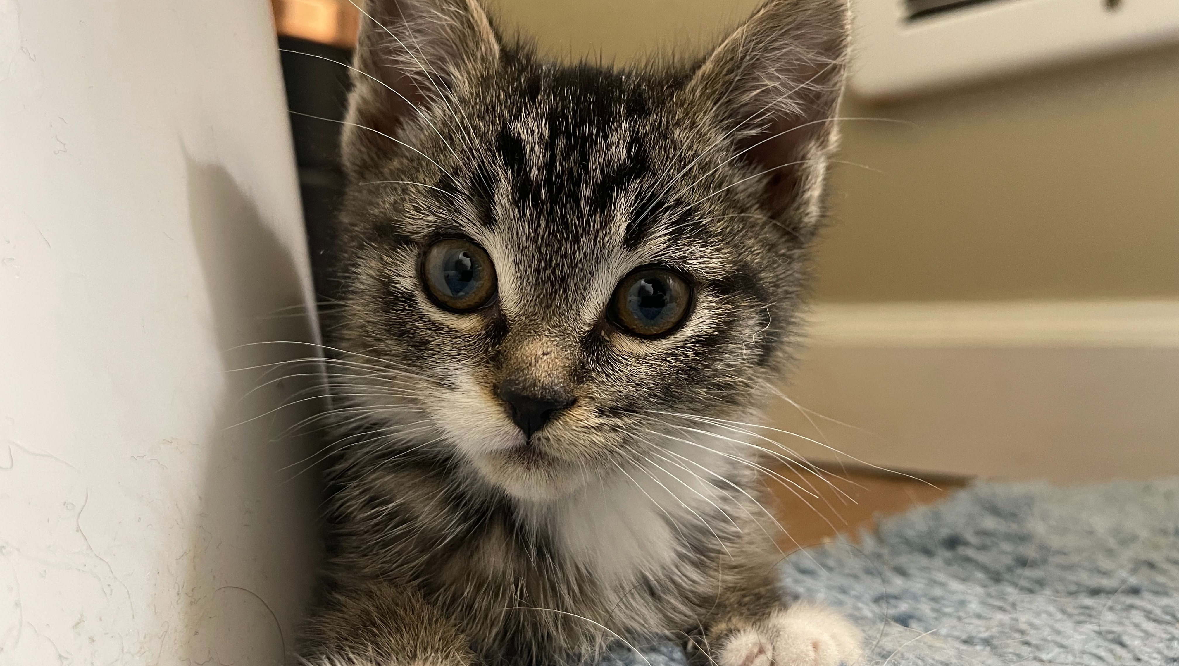 Donate to Save Tulip from Heart Failure photo