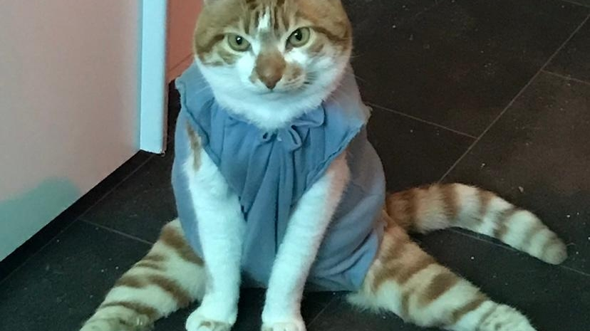 Handicap Katzen helfen photo