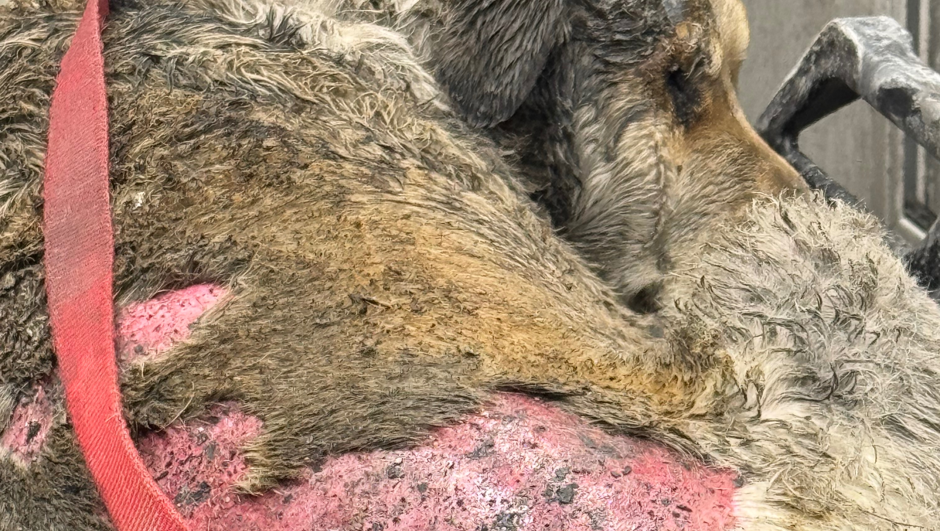 Help Onna Heal After Surviving House Fire pinned link photo