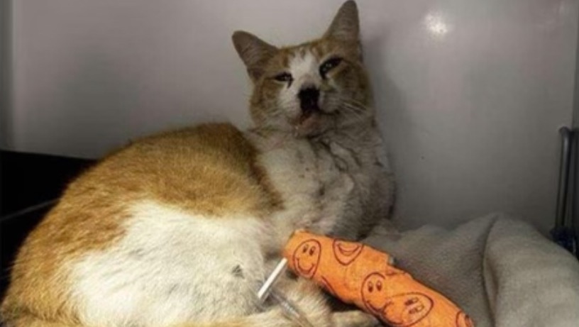 Fundraiser for Natalia Cheer by Ally Shell : Help our cat Thunder for ...