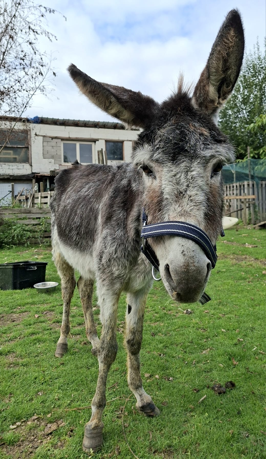 Foto van campagne Help us to take care of donkey Zoë, 7 van 8