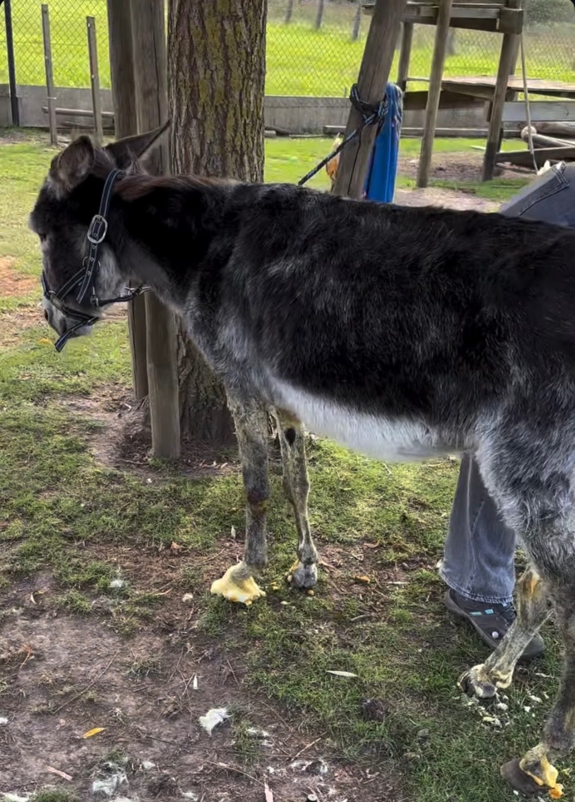 Foto van campagne Help us to take care of donkey Zoë, 2 van 8