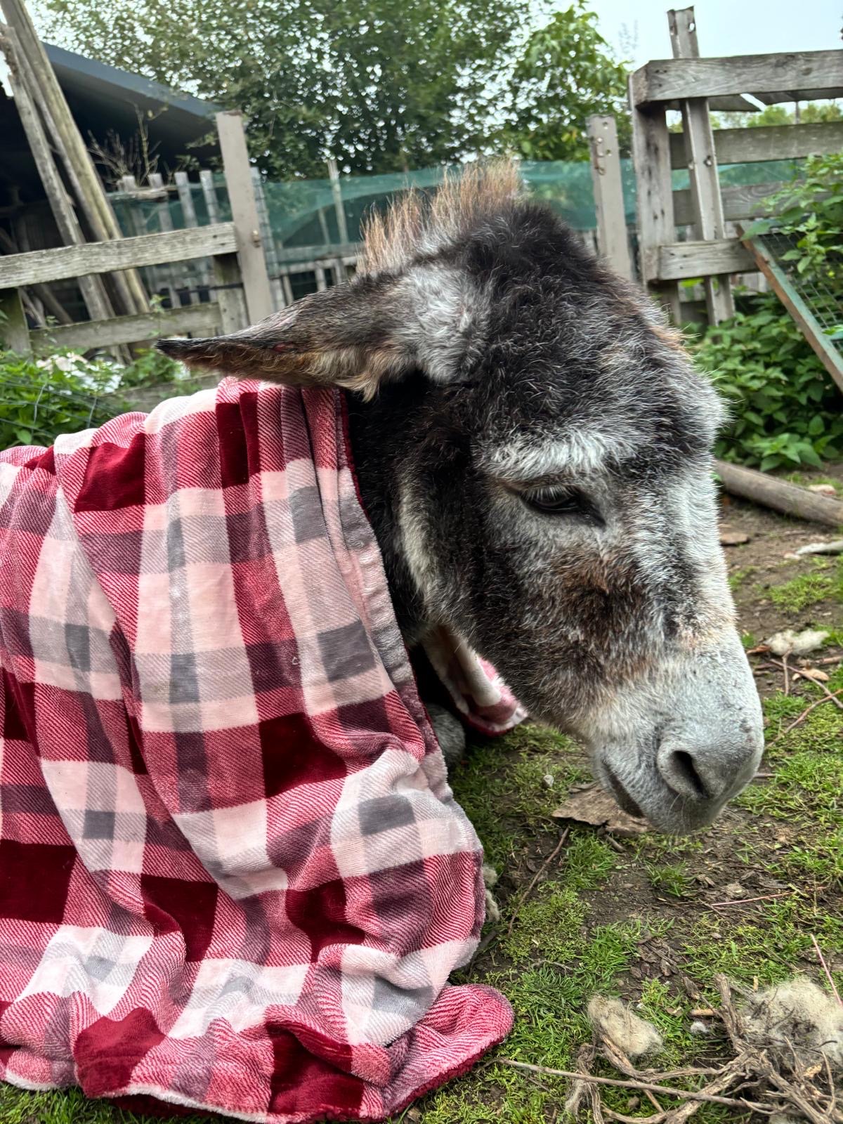Foto van campagne Help us to take care of donkey Zoë, 5 van 8