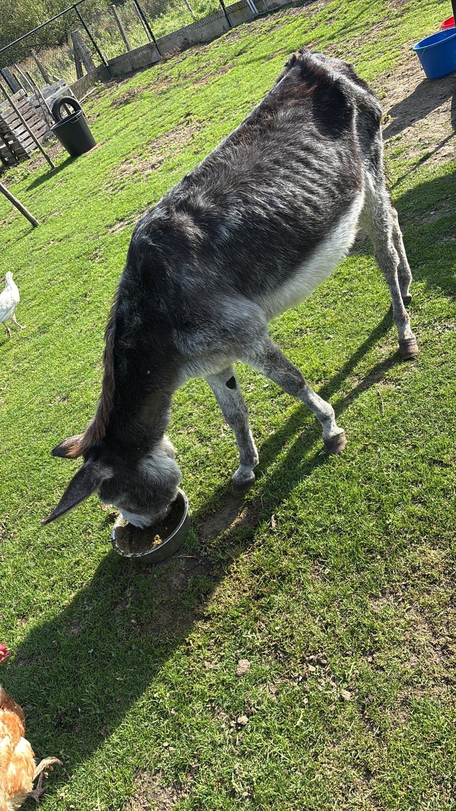 Foto van campagne Help us to take care of donkey Zoë, 6 van 8