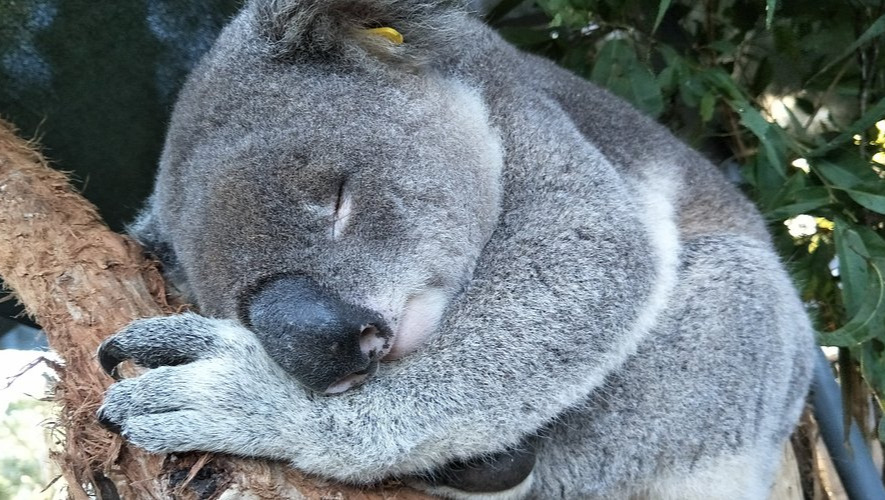 Hilfe für das Koala Hospital in Port Macquarie pinned link photo