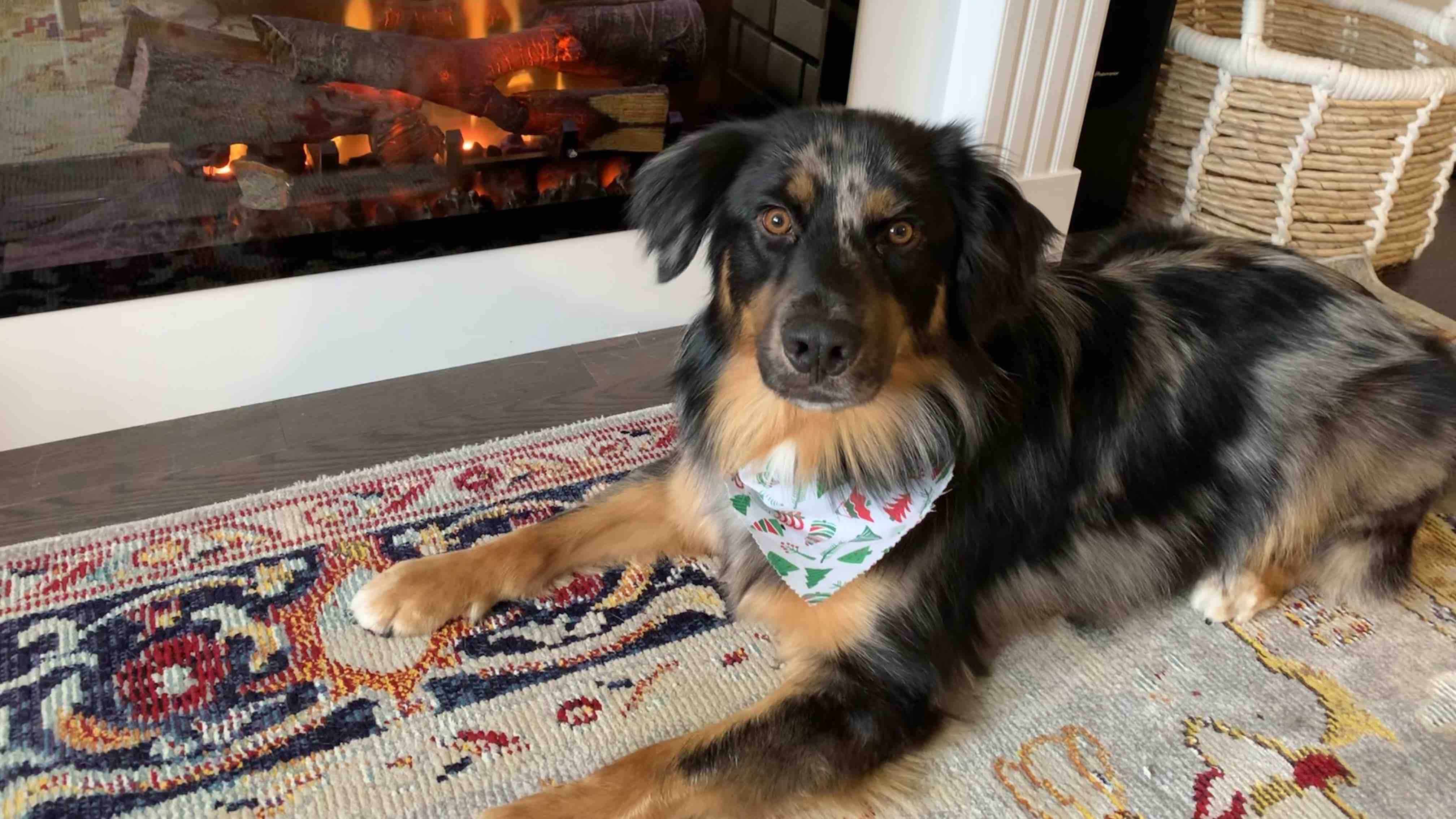 Kylo's Medical Mystery photo