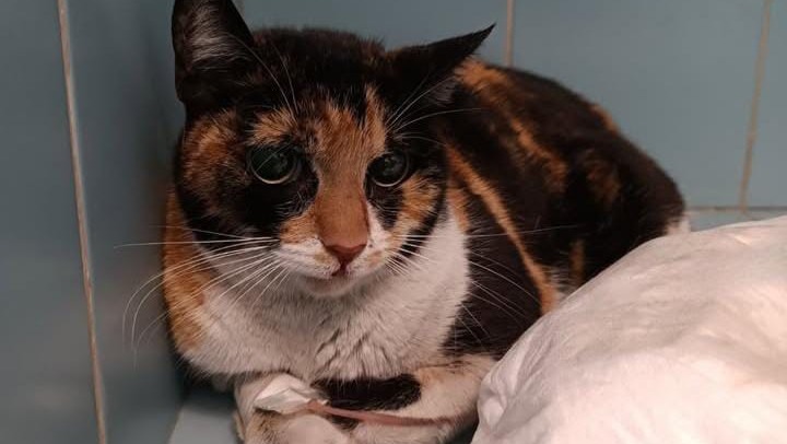 Scampato da un incendio photo