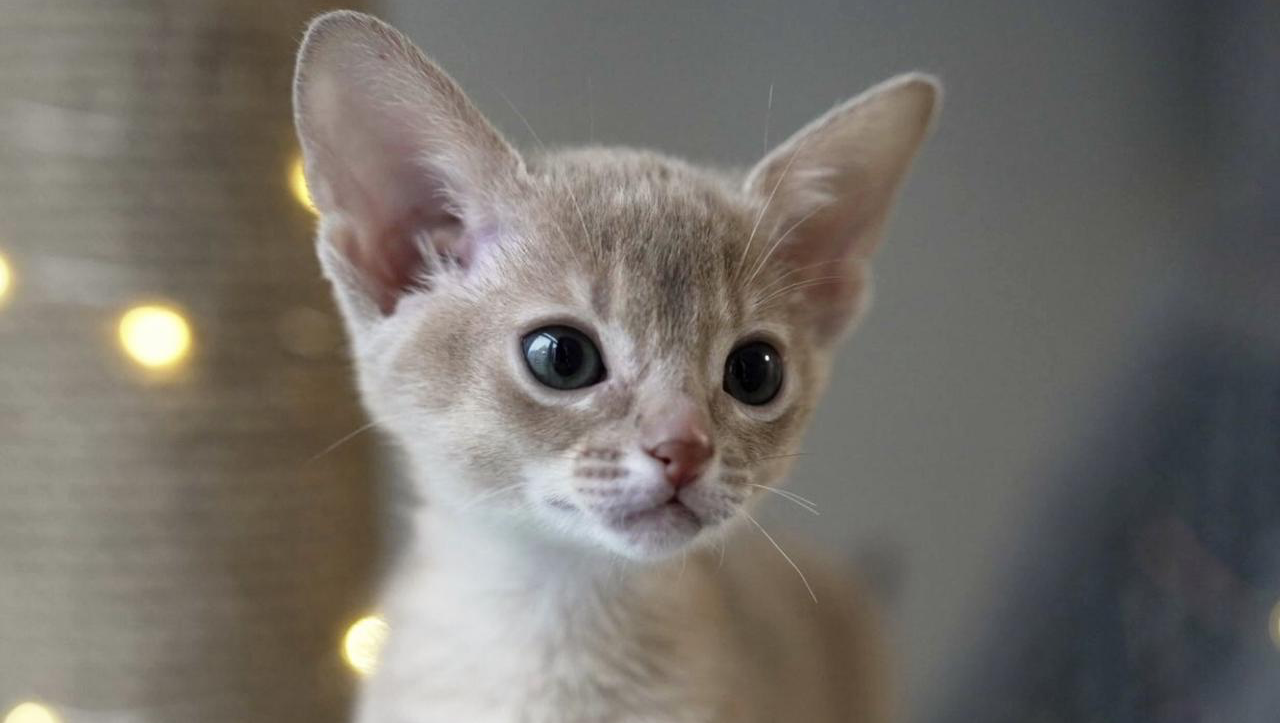 Save Lilu: Support Her Life-Saving Surgeries photo