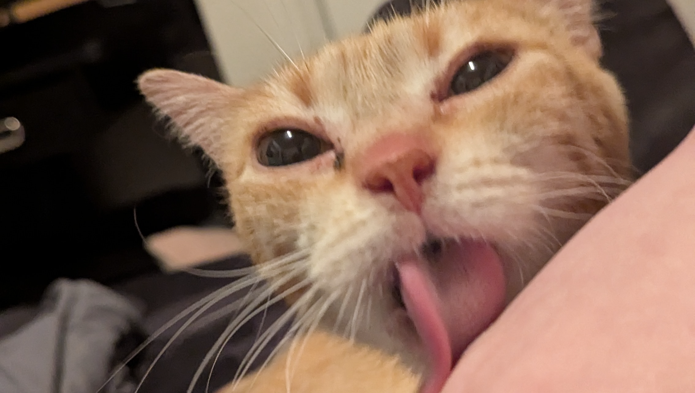 Flame's vet bills photo
