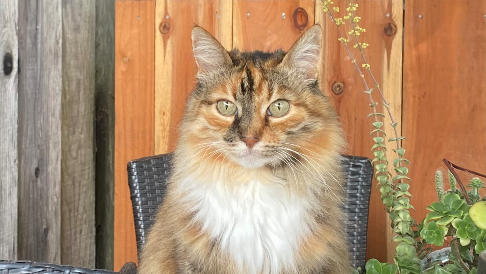 Help Katja Thrive: Support Her Medical Care photo