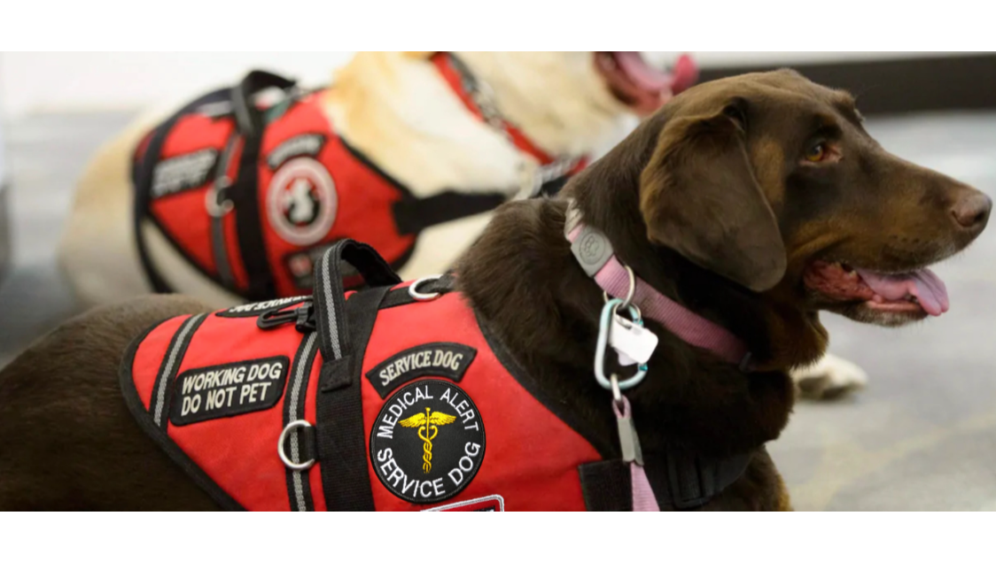 A Seizure Dog for Zayden's Safety photo