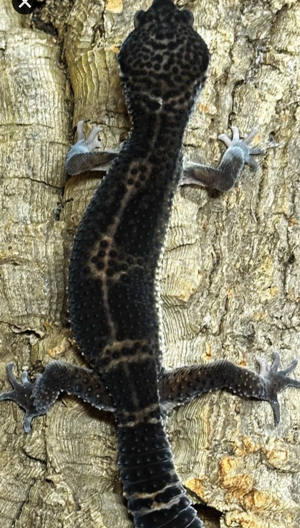 User-uploaded image 1