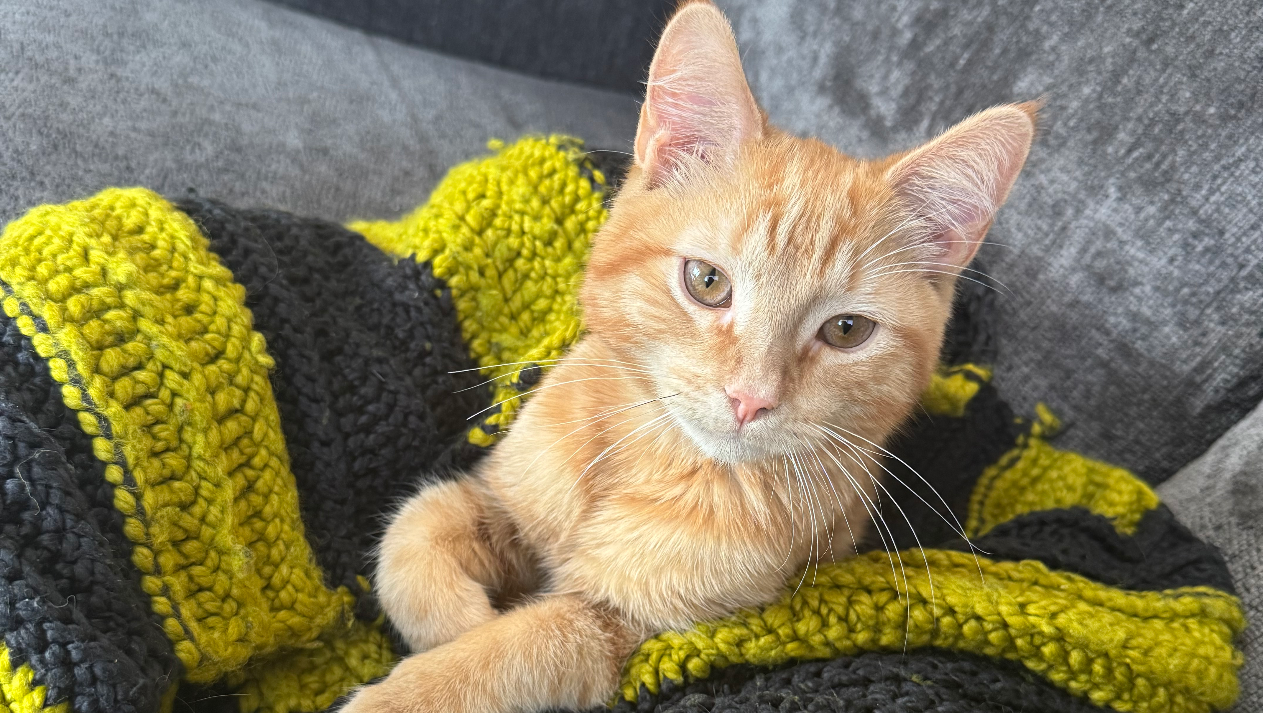 Help Save Banoffee Pie: A Kitten Fighting for His Life photo
