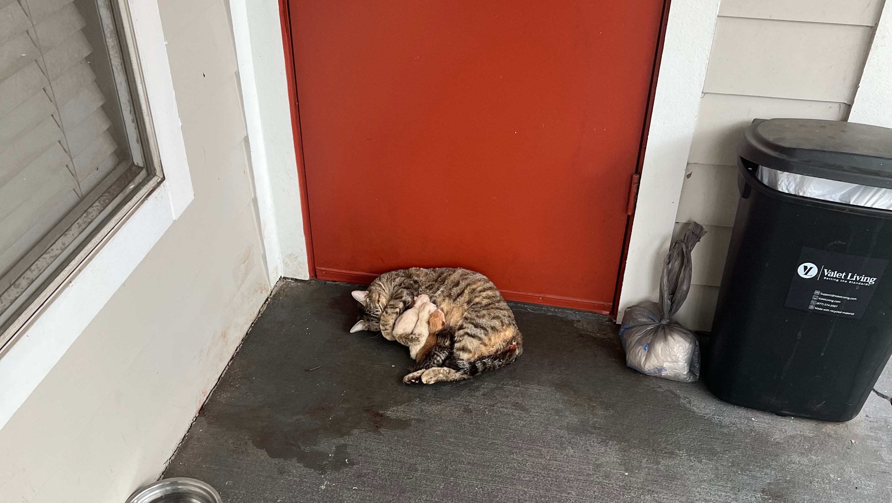 Rosie & Babies Emergency Care- Future Rescue photo