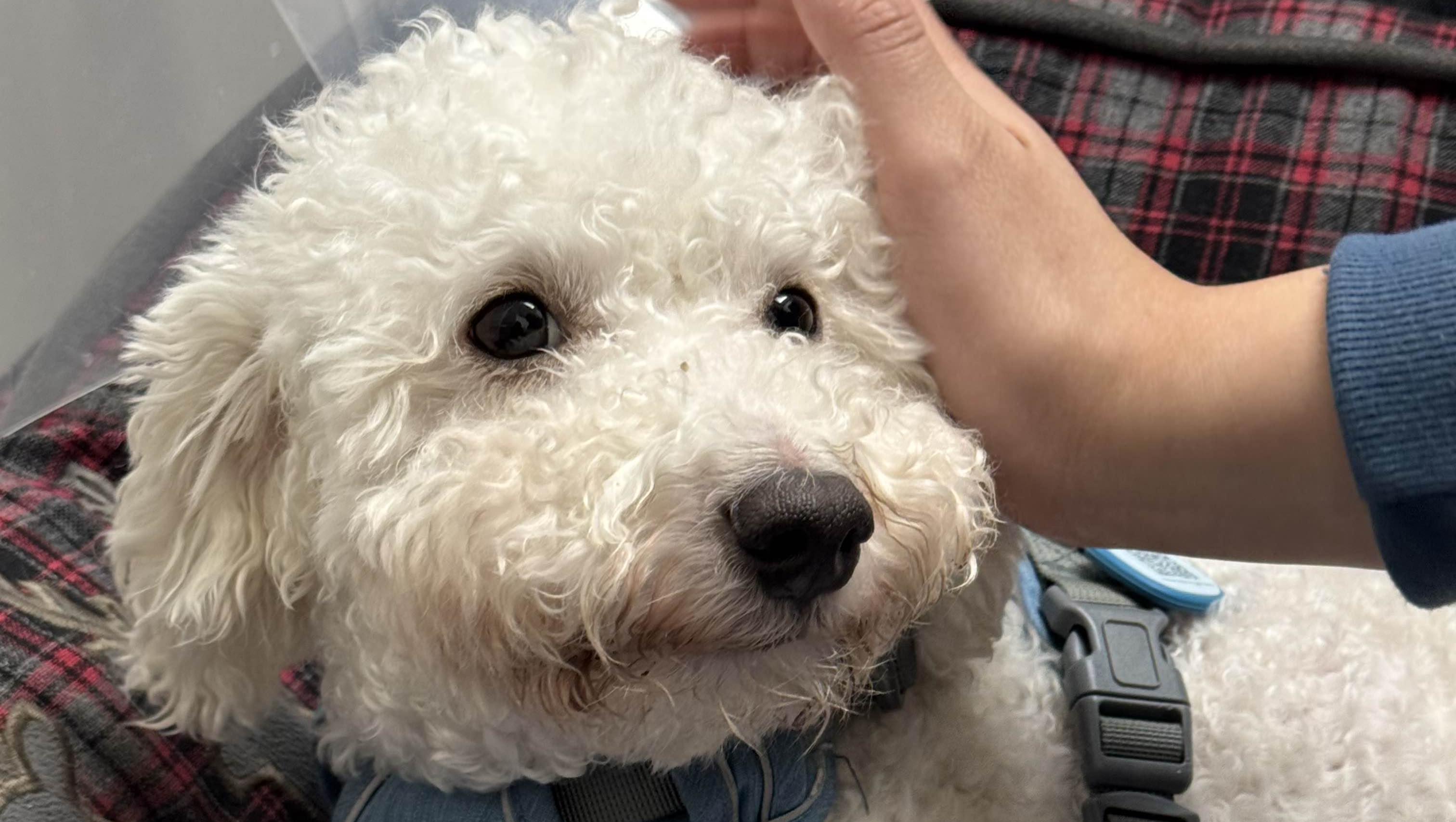 Help Save Zuko’s Life photo