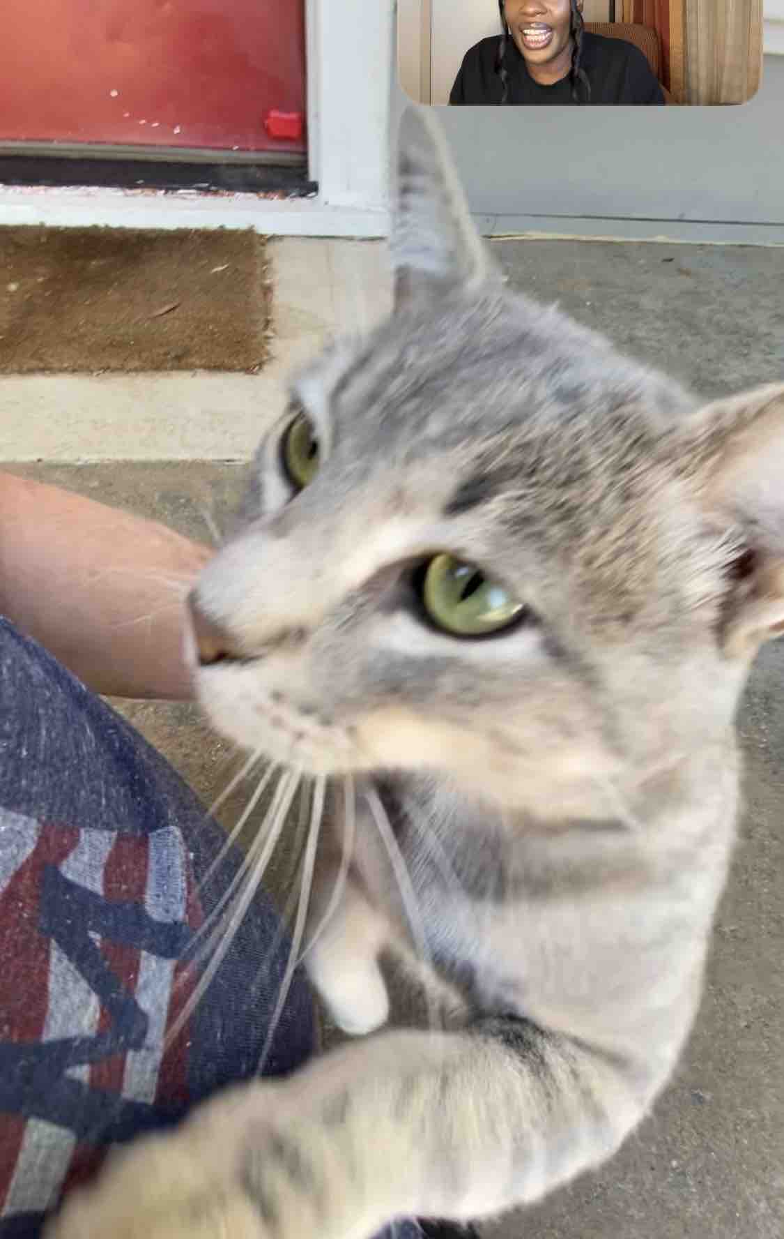 Keep Amy and Her Cats Safe and Secure campaign photo, 11 of 13