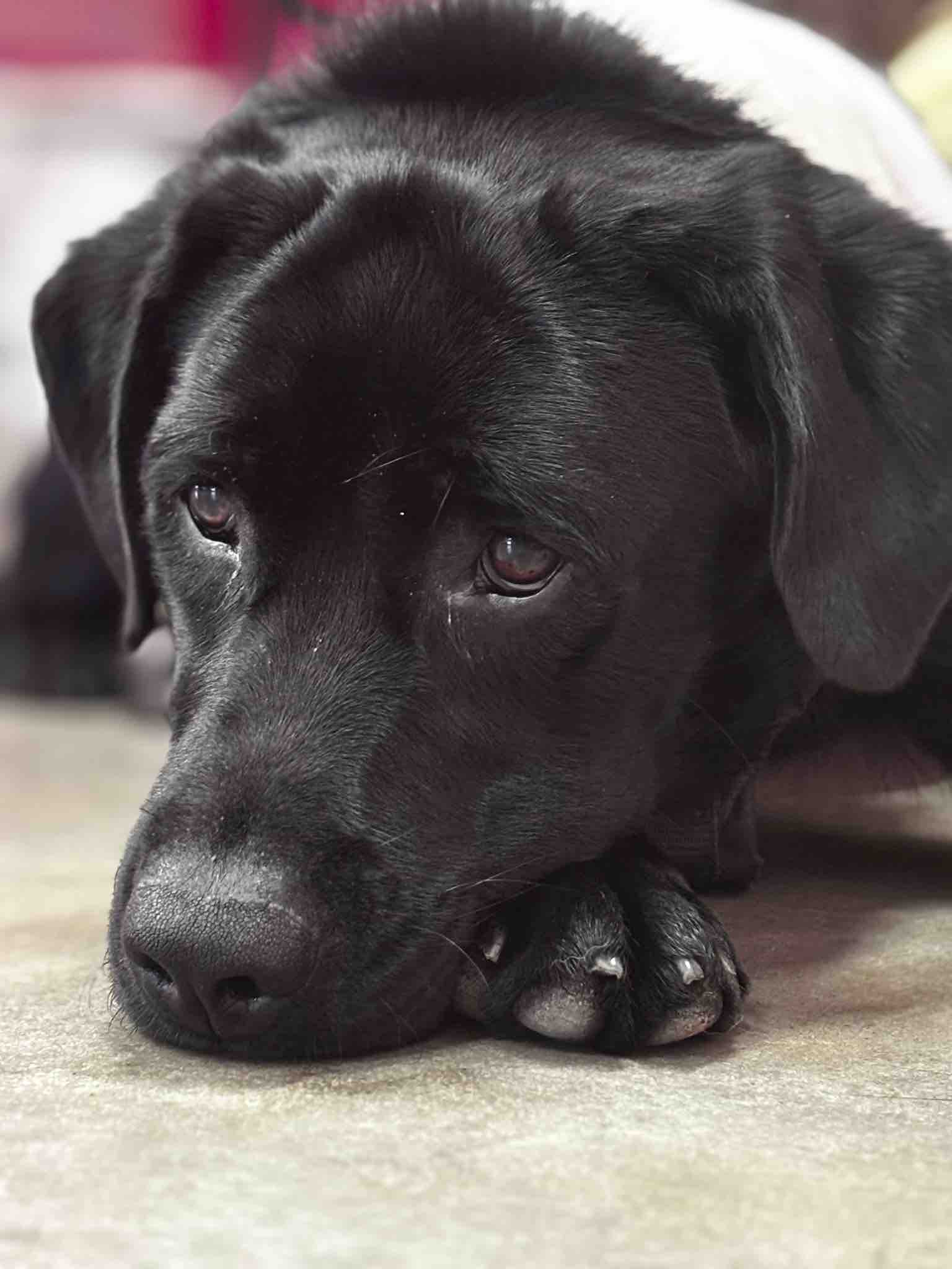 Kampagnen-Foto für Chancen auf ein normales Leben - PTBS-Asisstenzhund für Mara, 7 von 8
