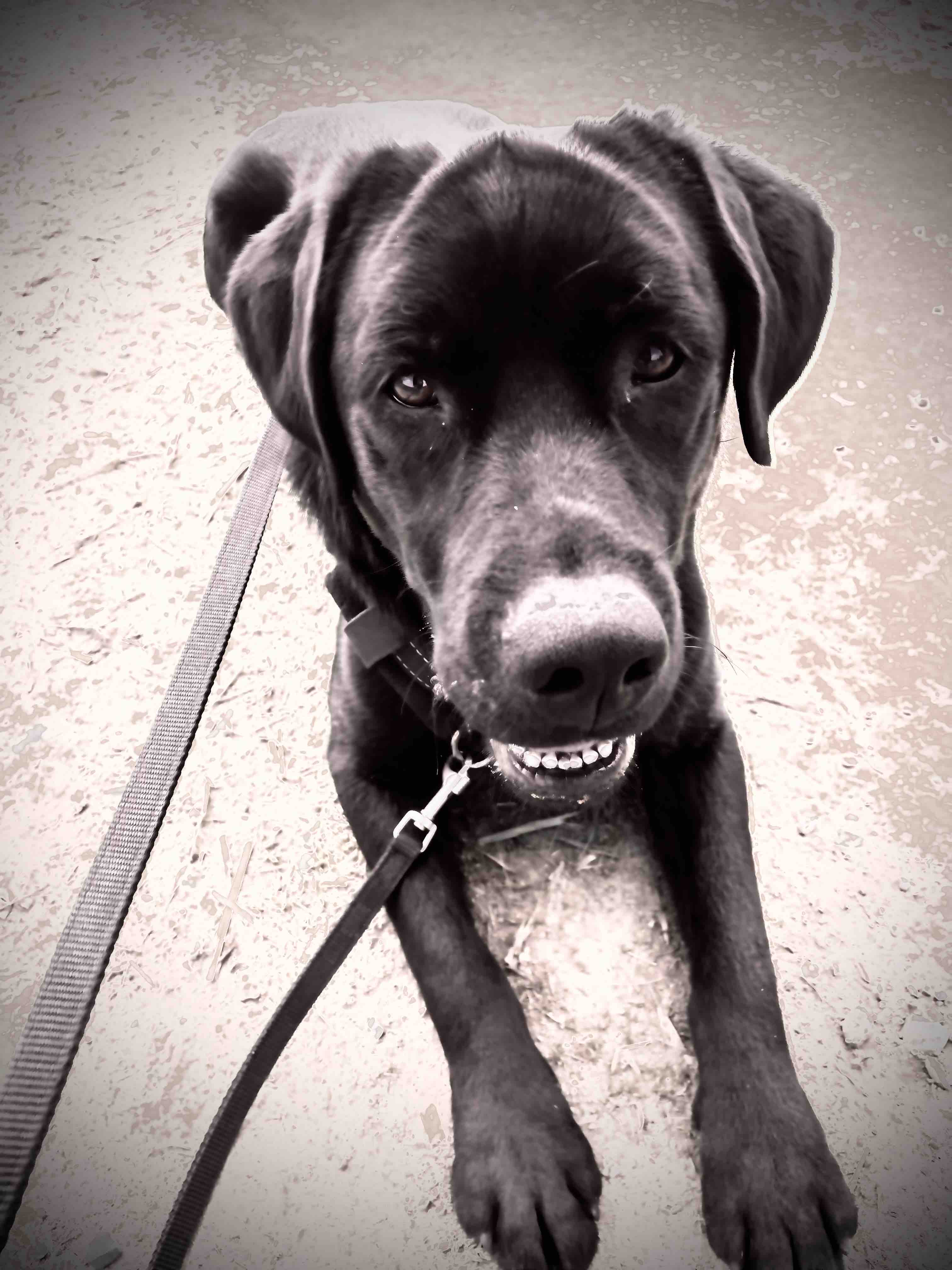 Kampagnen-Foto für Chancen auf ein normales Leben - PTBS-Asisstenzhund für Mara, 2 von 8