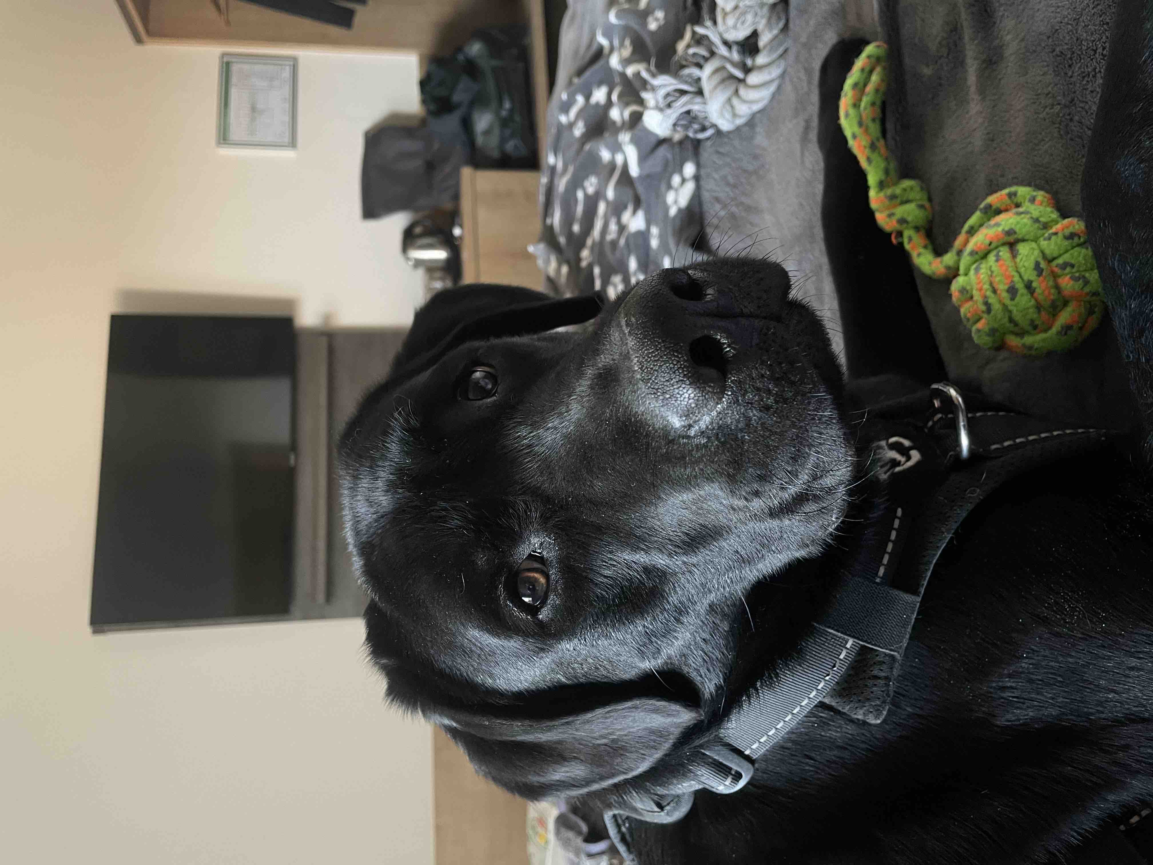 Kampagnen-Foto für Chancen auf ein normales Leben - PTBS-Asisstenzhund für Mara, 5 von 8