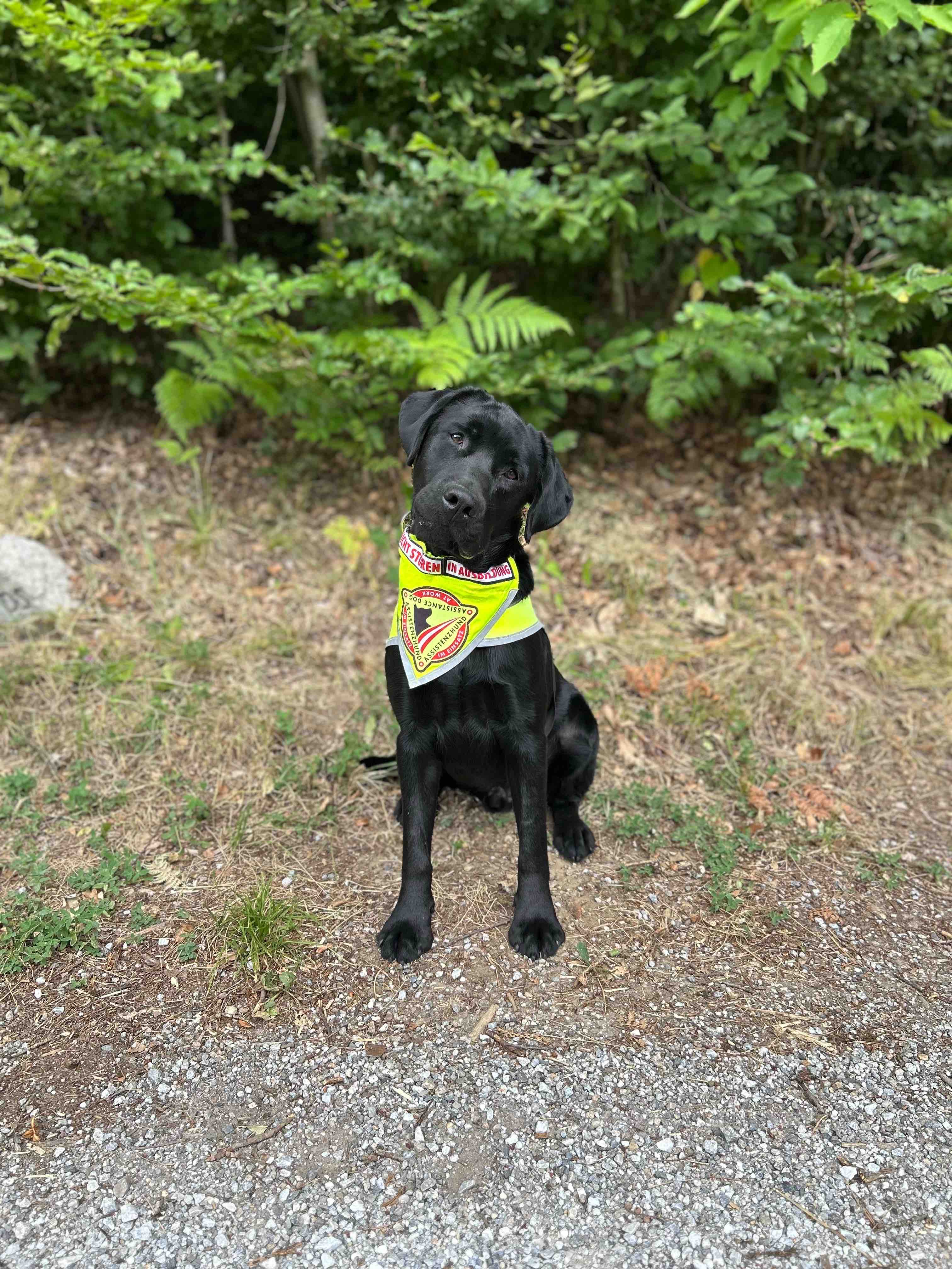 Kampagnen-Foto für Chancen auf ein normales Leben - PTBS-Asisstenzhund für Mara, 6 von 8