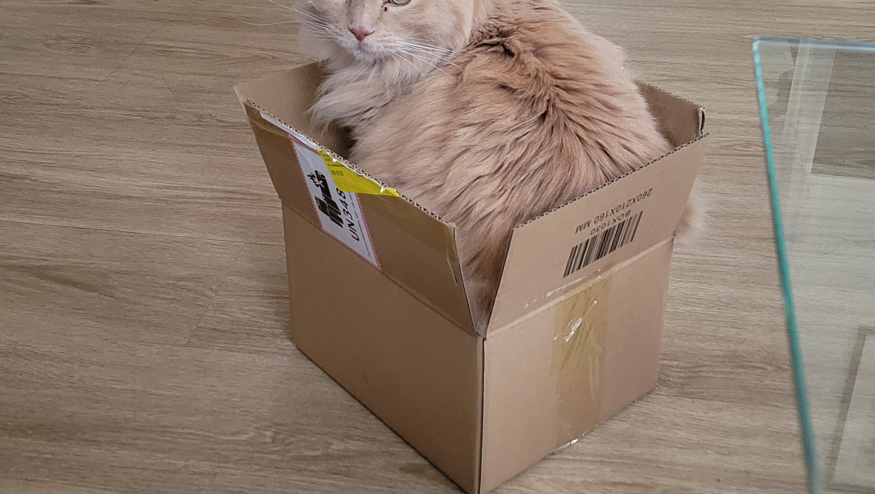 Help Mr. Naughty Get Urgent Surgery photo