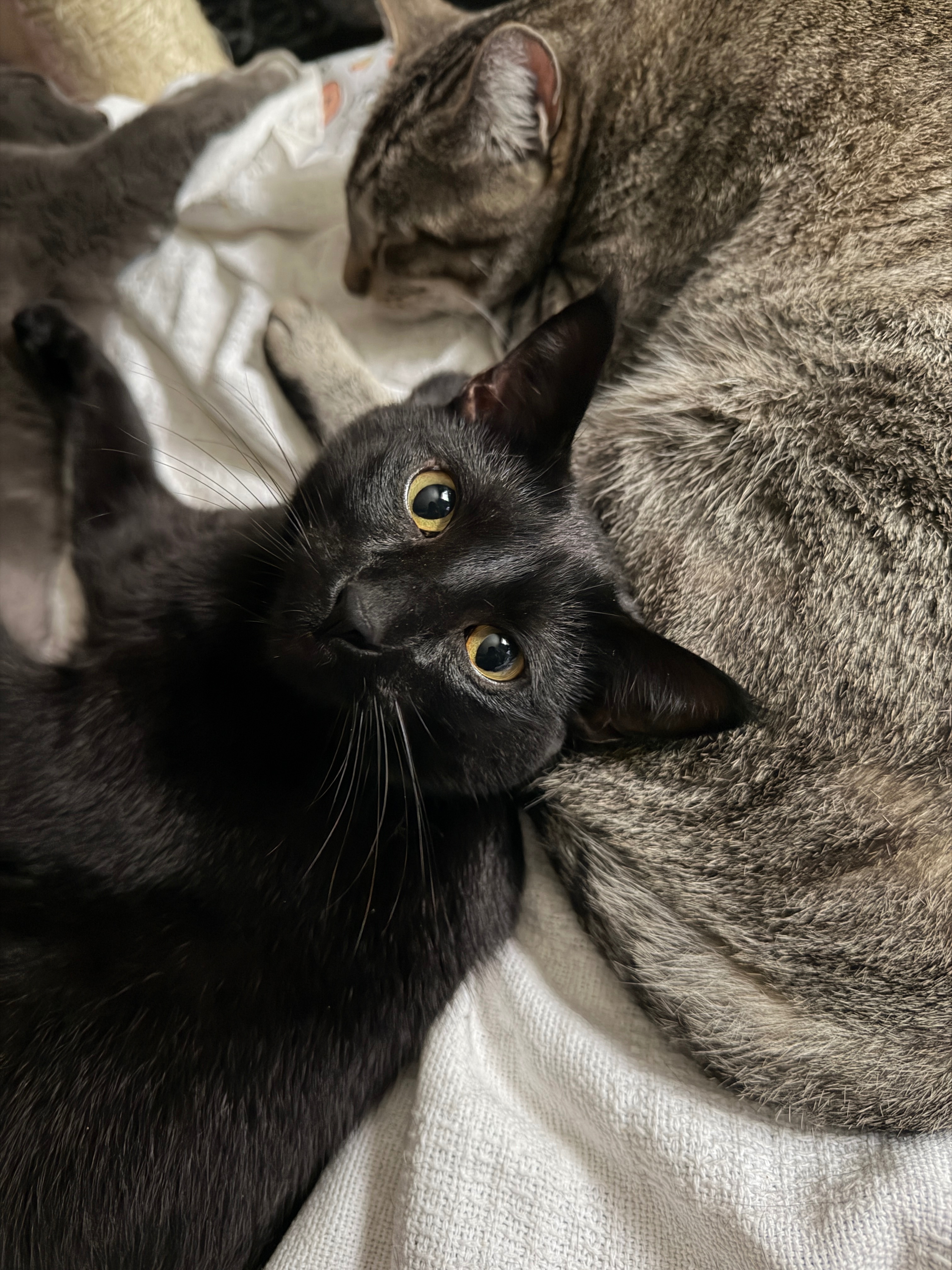 Help Protect and Care for more than 40 Rescued Cats campaign photo, 2 of 8