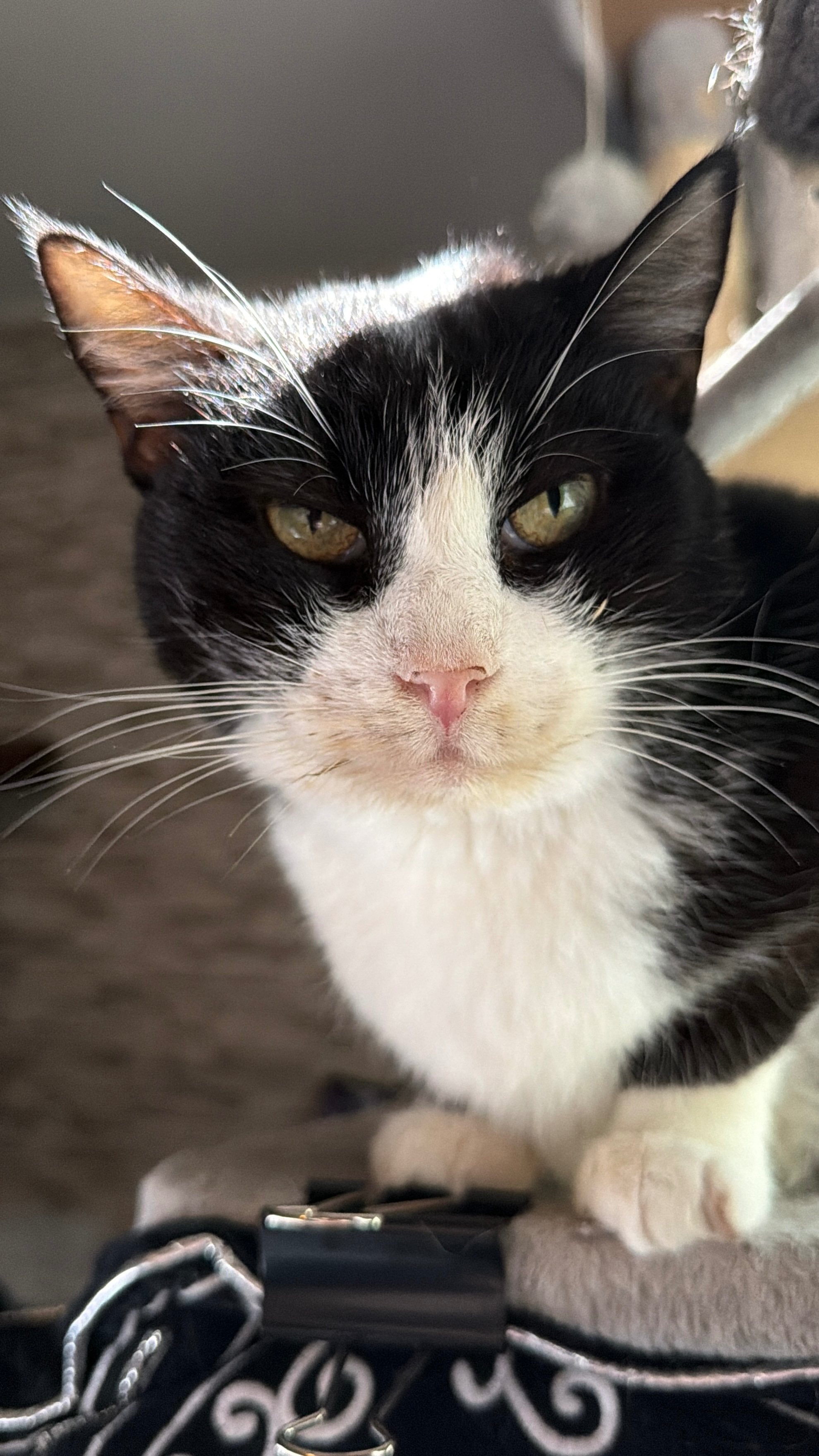 Help Protect and Care for more than 40 Rescued Cats campaign photo, 7 of 8
