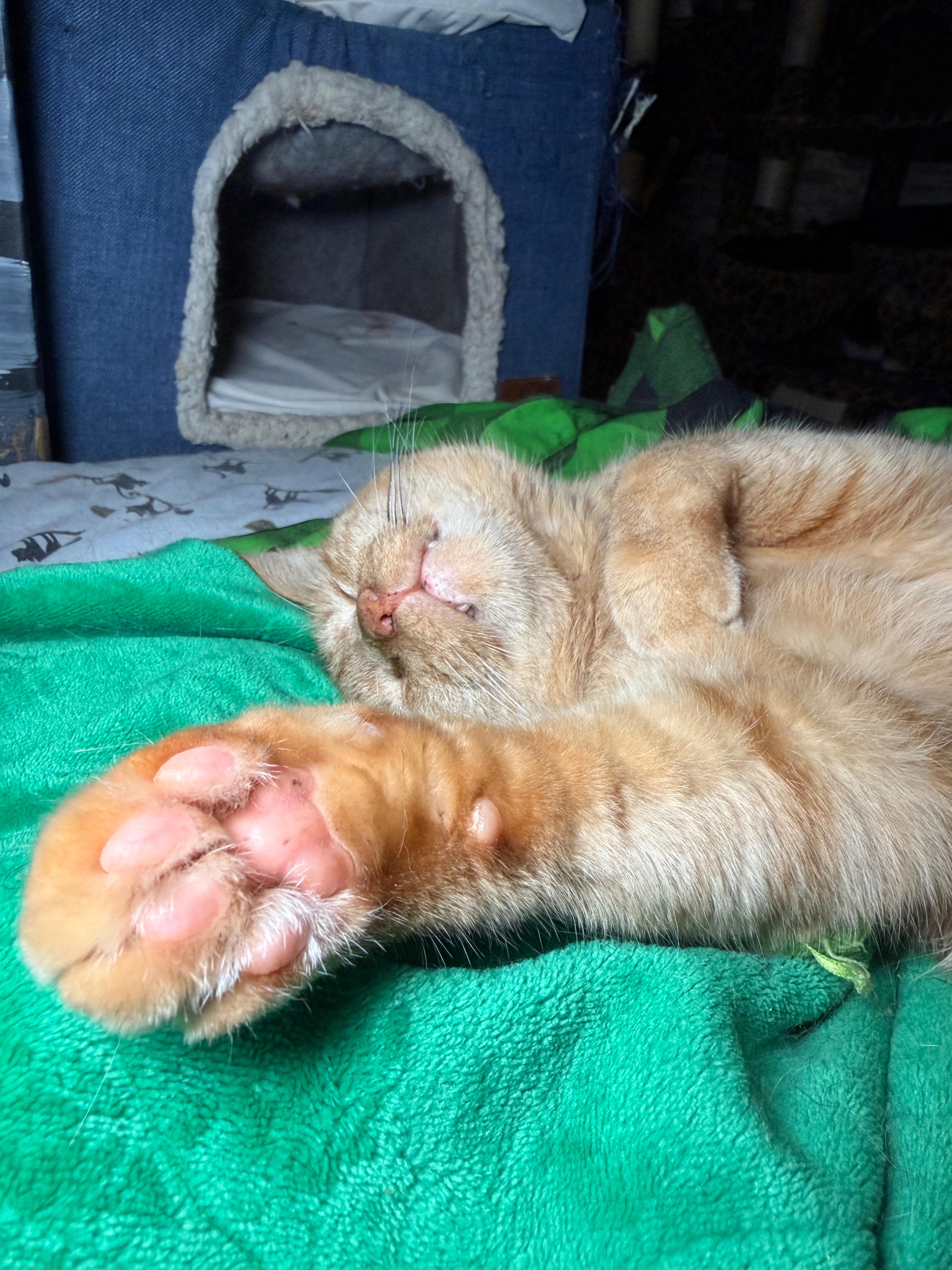 Help Protect and Care for more than 40 Rescued Cats campaign photo, 4 of 8