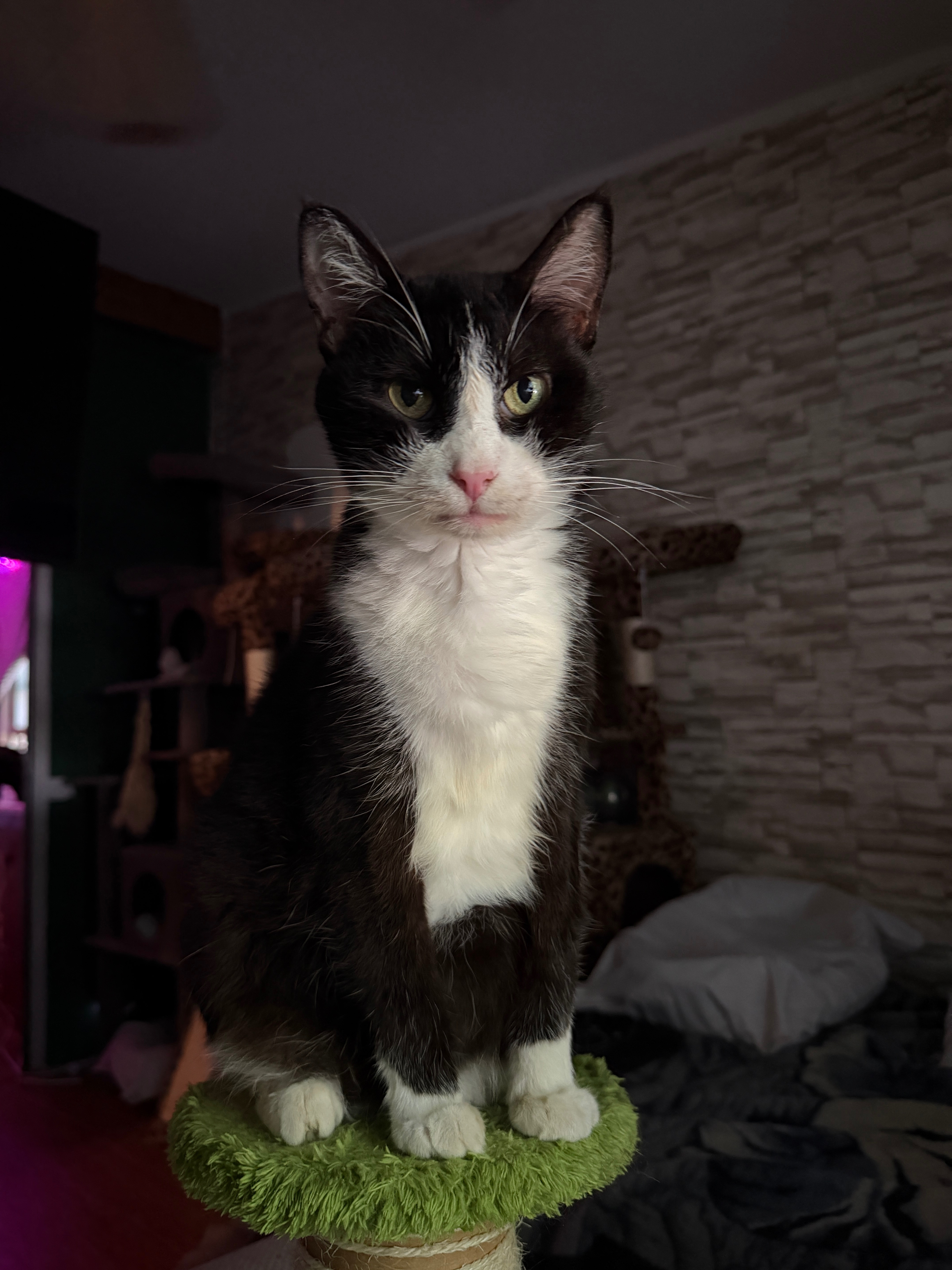 Help Protect and Care for more than 40 Rescued Cats campaign photo, 5 of 8