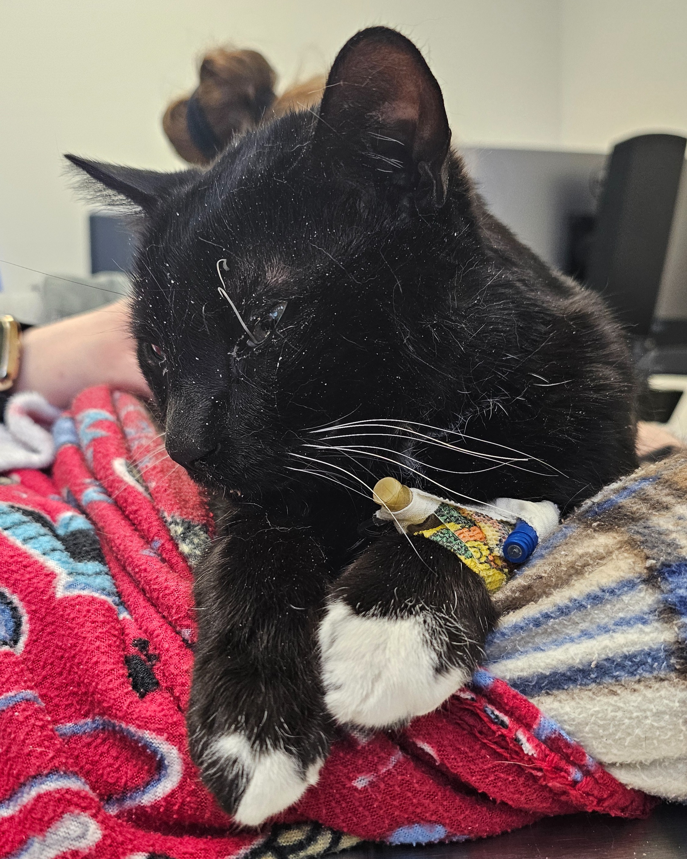 Fundraiser by Anna Wuollet : Help Finn Overcome Kidney Failure