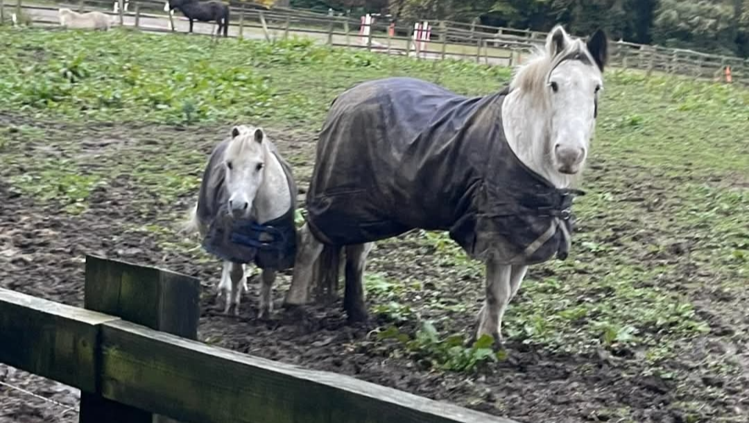 Fundraiser by Rescue Horses : Rescued horses need your help