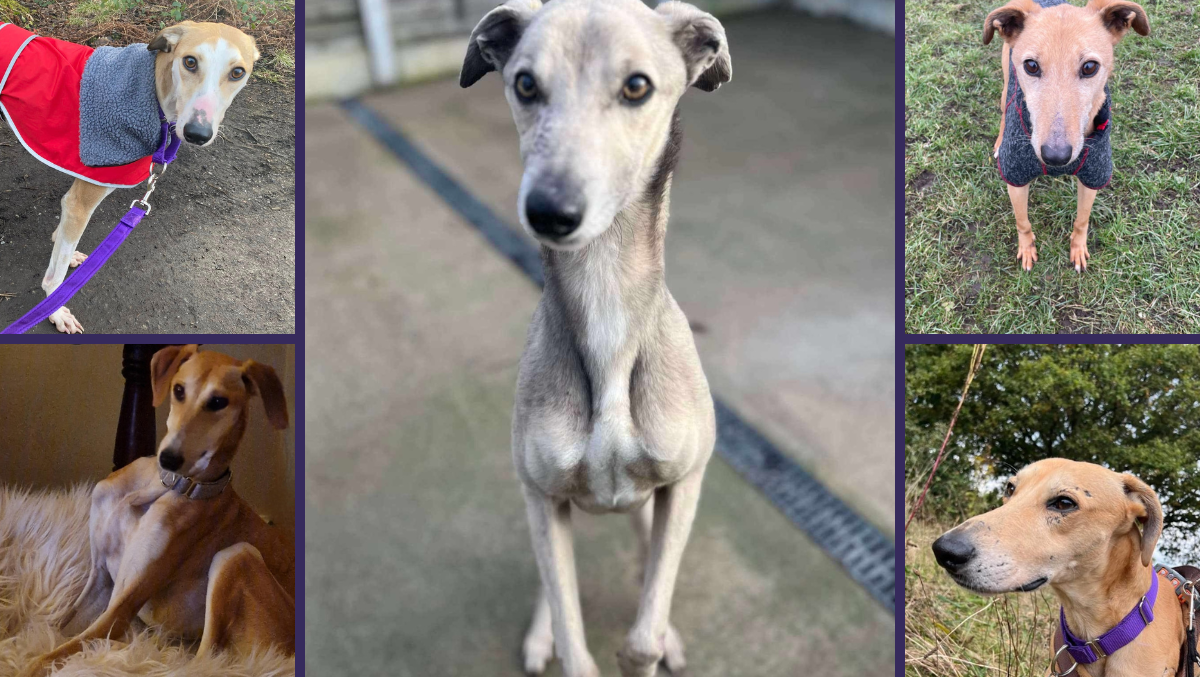 Help Us Help Atlas, Lenny, Bambi, Ted and Sally photo