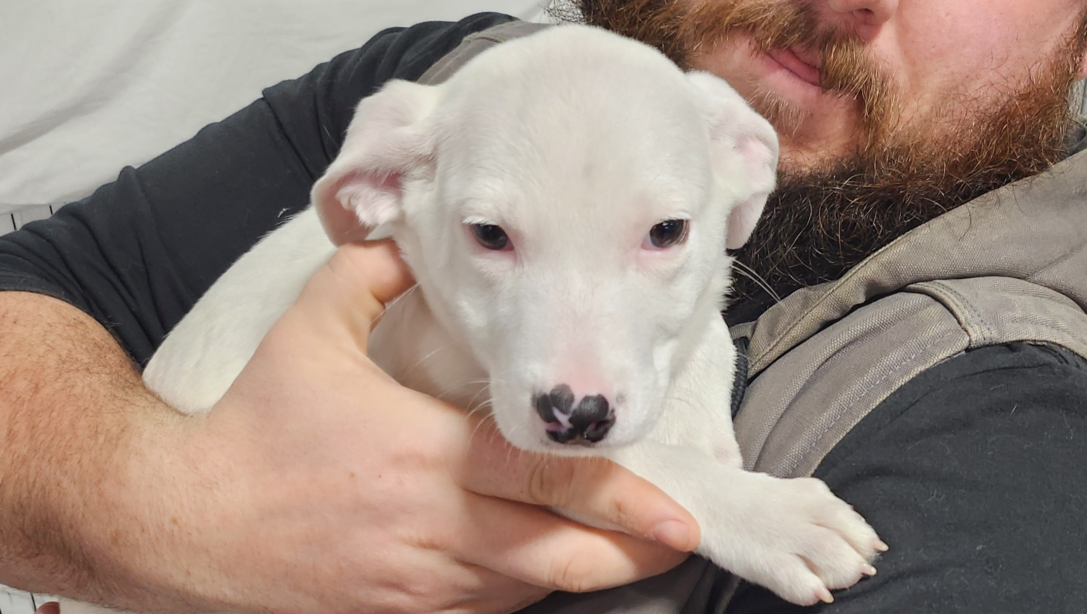 Moby Needs MRI: Join Us in Helping photo