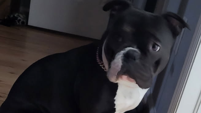 Support Teresa's Dog's Urgent Surgery pinned link photo