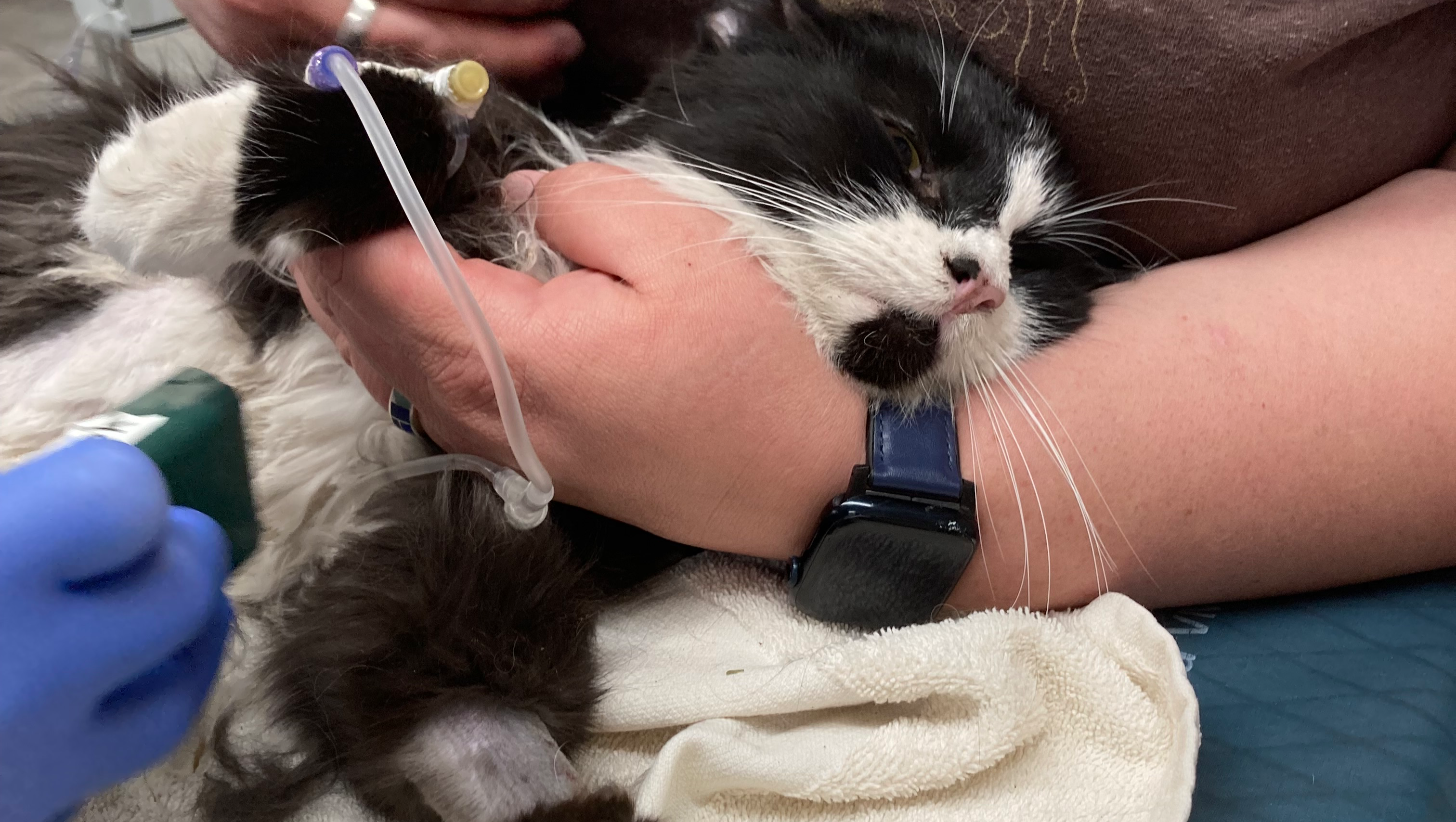 Teddy, the sweetest kitty, needs your help photo