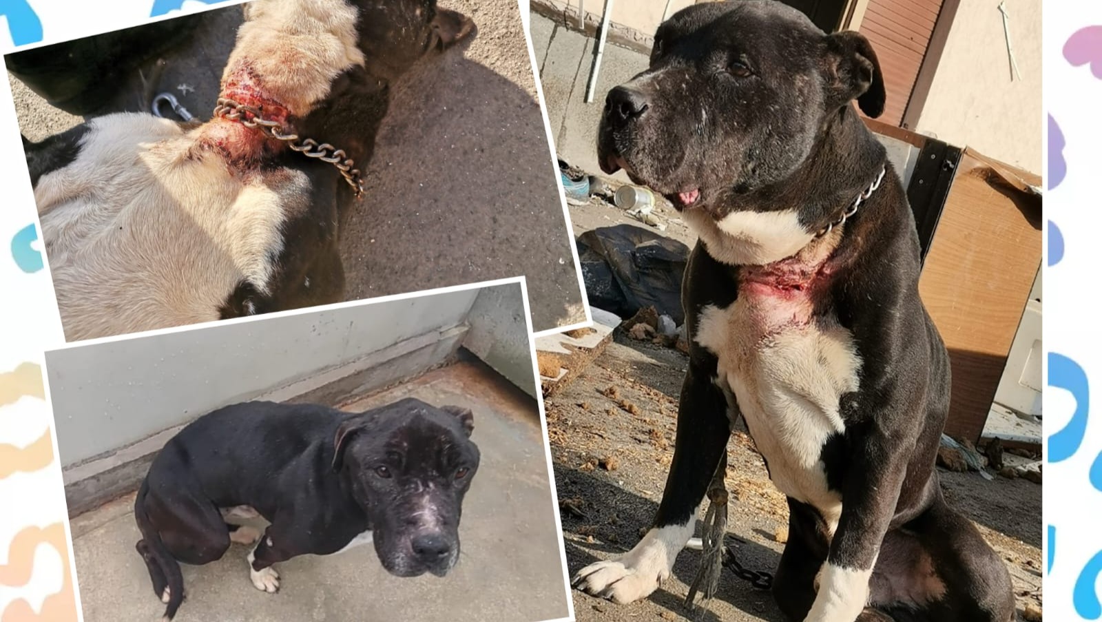 ARON si sta lasciando morire nel box del canile.. photo