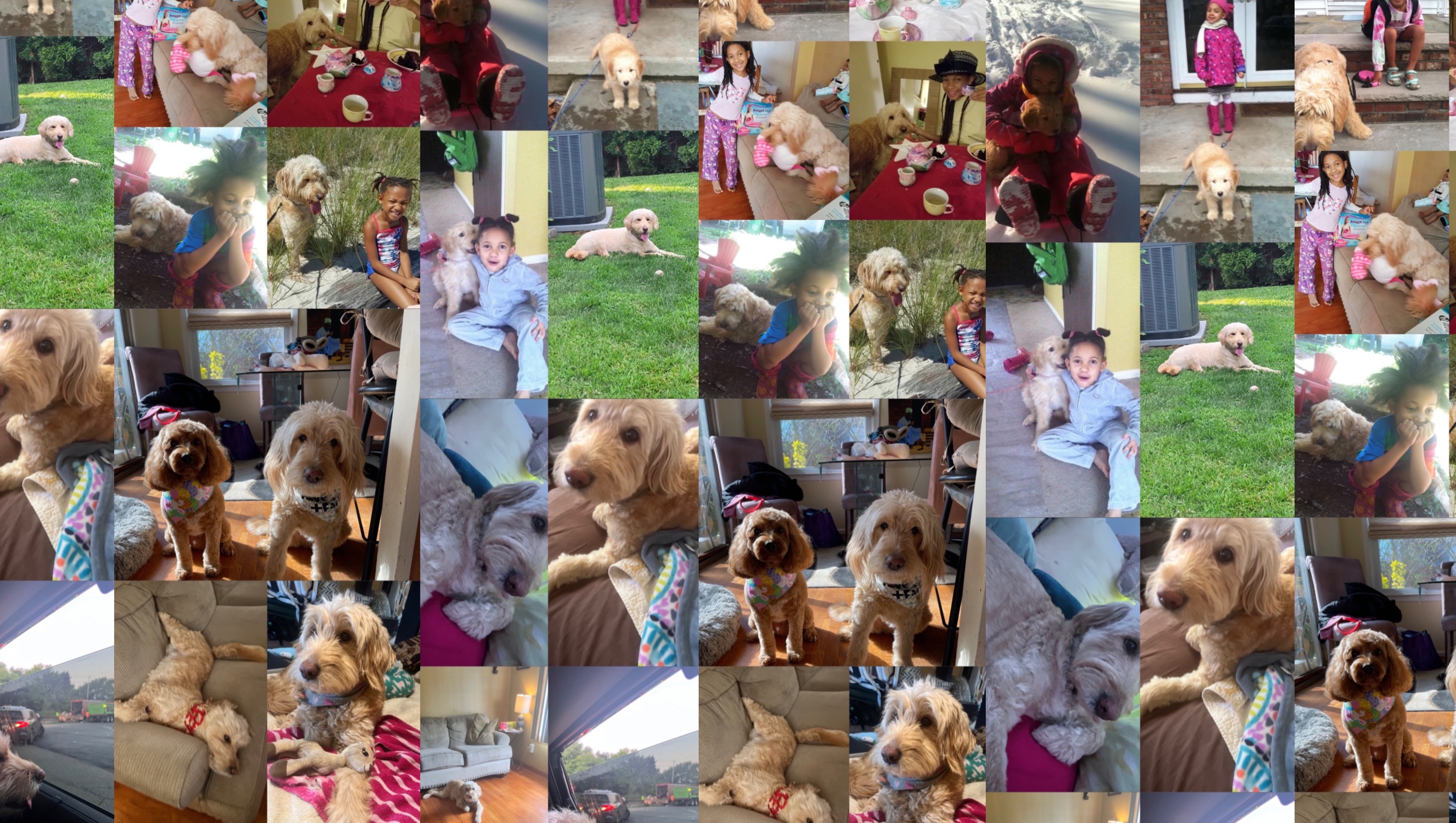 Help Sophie in her battle with chronic kidney failure photo
