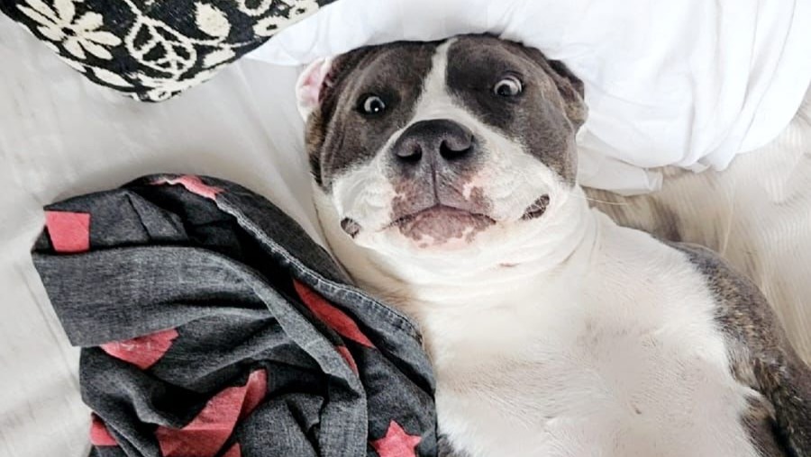 Help Roxy een pijnvrij leven te krijgen photo