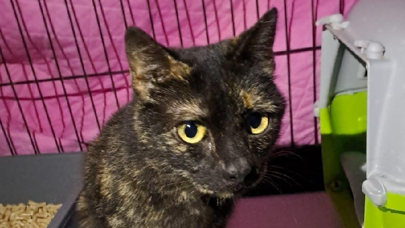 Aiutateci a salvare Fiona photo